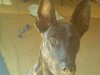 puppy3.jpg
