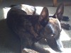 puppy4.jpg