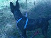 puppy5.jpg