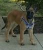 Charlie 14 weeks 29 pounds-1-1200x1374.jpg