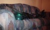 demon couch.jpg