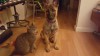 Grendel at 13.5 weeks about 23 lbs reduced.jpg