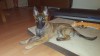 Grendel at 13.5 weeks reduced.jpg