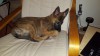 Grendel 13.5 weeks too cute.jpg