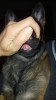 Grendel lost front teeth but erect ears.jpg