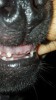 Grendel lost front teeth.jpg
