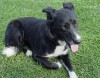 Border Collie Shephard mix.jpg