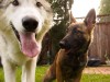 Grendel and Akela 2 March 19 2016 reduced.jpg