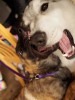 Grendel and Akela March 19 2016 reduced.jpg