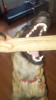 Grendel with tug smaller 2.jpg