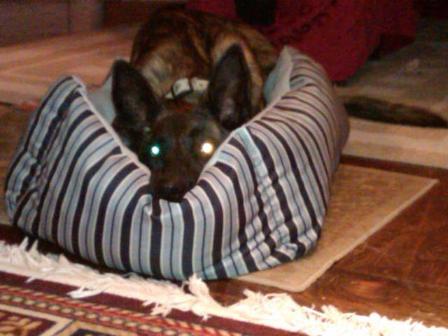 Bat face
