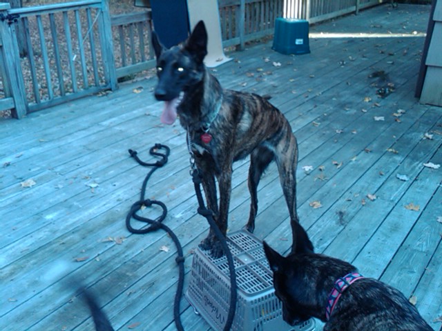 Sadie