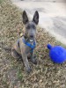 Goose