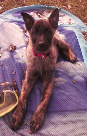 merlin11weeks.jpg
