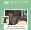 what-dog.jpg