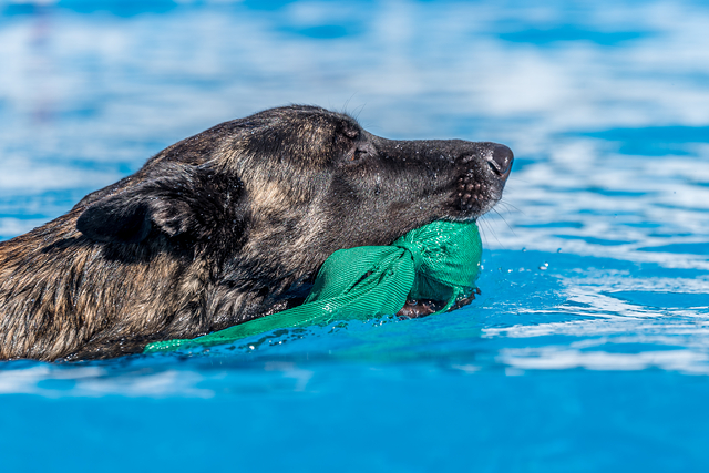 Ice_Swimming.jpg
