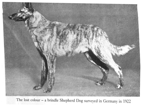 brshep.jpg