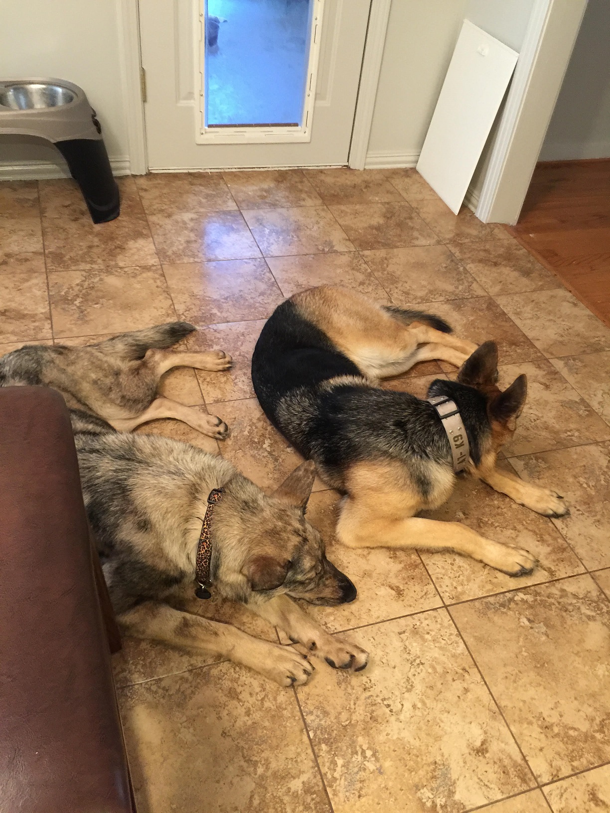 Luna and Zeke for posting.jpg