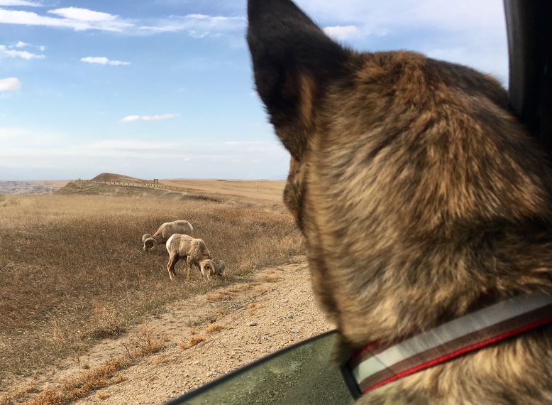 Sheep.jpg