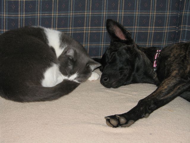 Here's a classic Xena trick... Pretend to be asleep so you won't kicK her off of the couch!