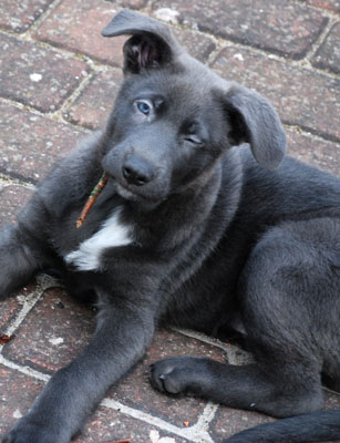 Silver as 8 weeks