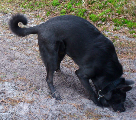 Digging after mice :)