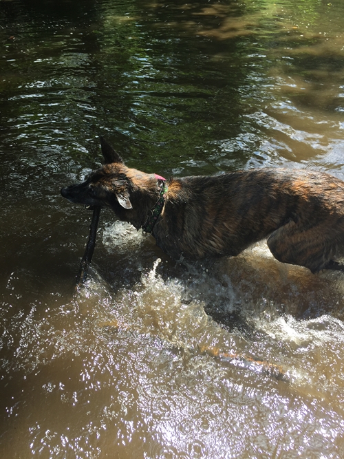 sadie