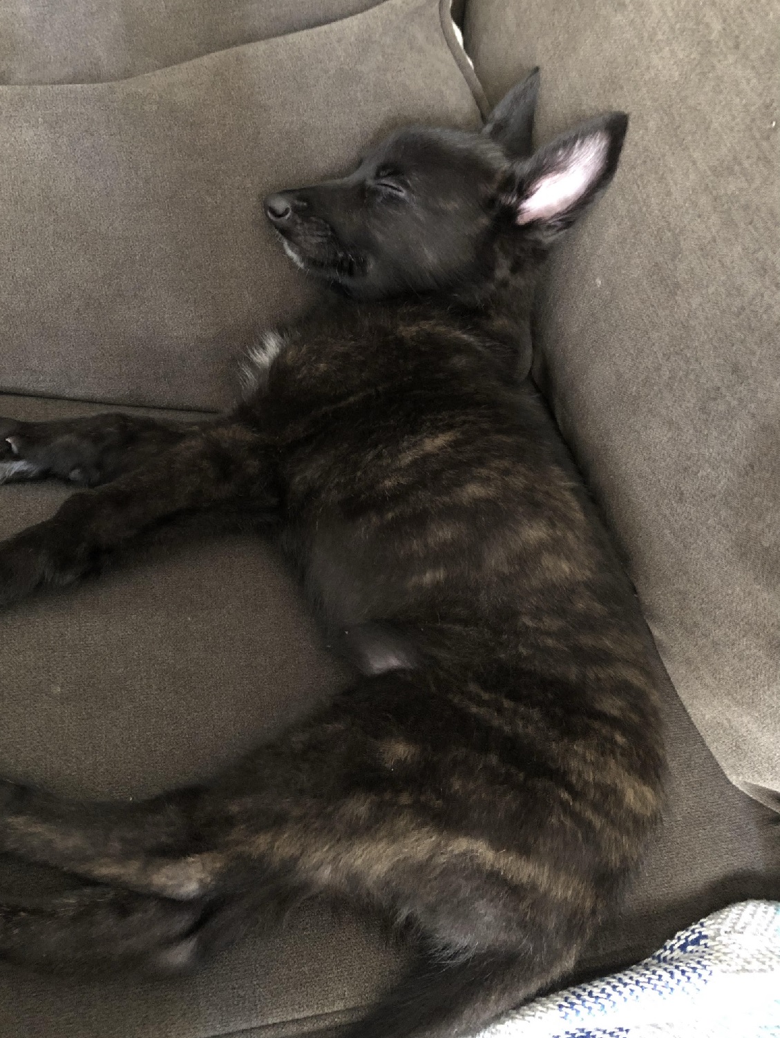 ZoeySleeping.jpg