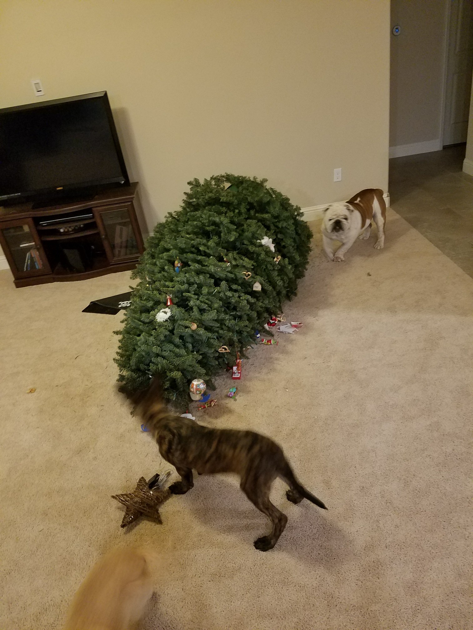 20171218_180016-1512x2016.jpg