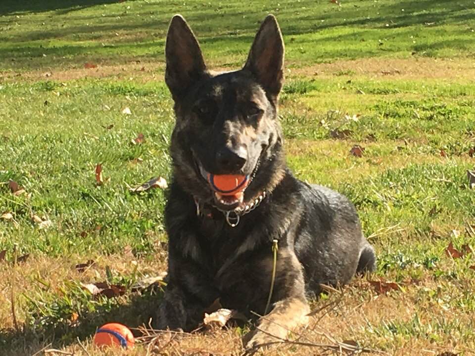 Tucker love his chuck it balls