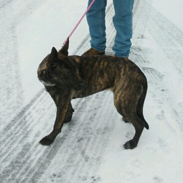 Gypsy's first snow