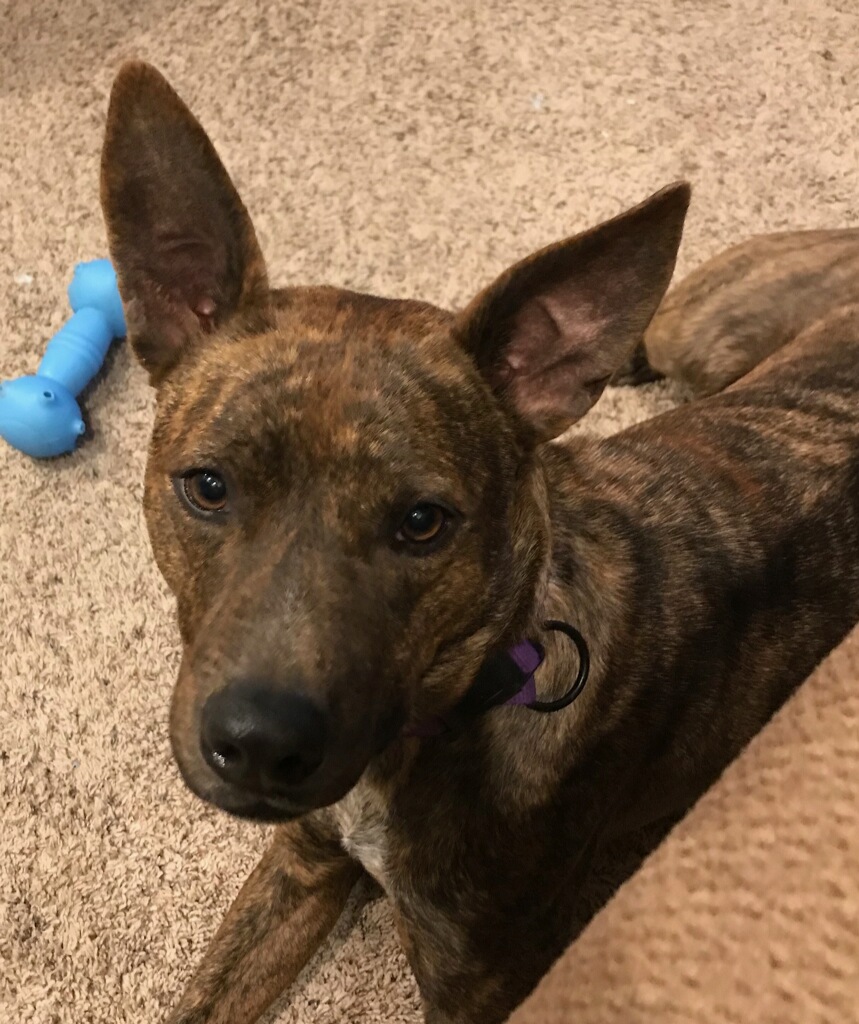 Dog4.jpg