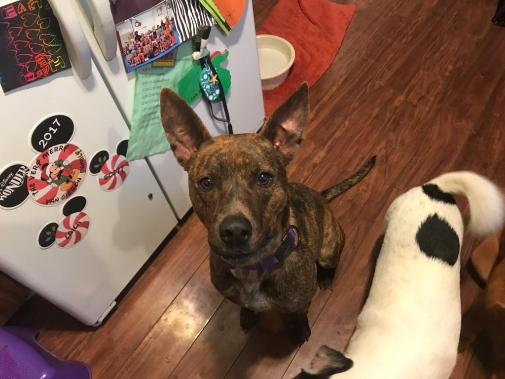 Dog3.jpg