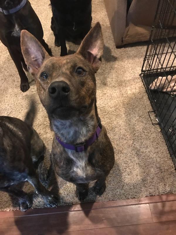 Dog2.jpg