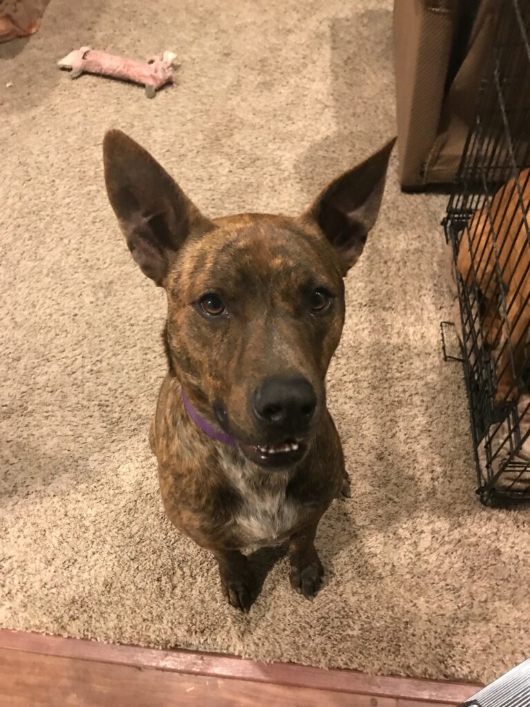Dog5.jpg