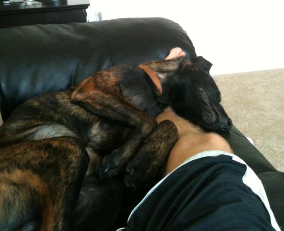puppy.jpg