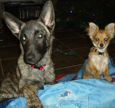 Merlin and his bestfriend Chewie