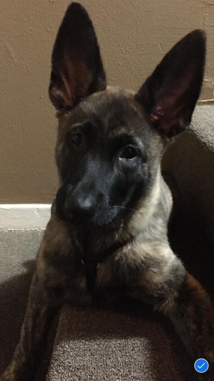 3 month old Brodie