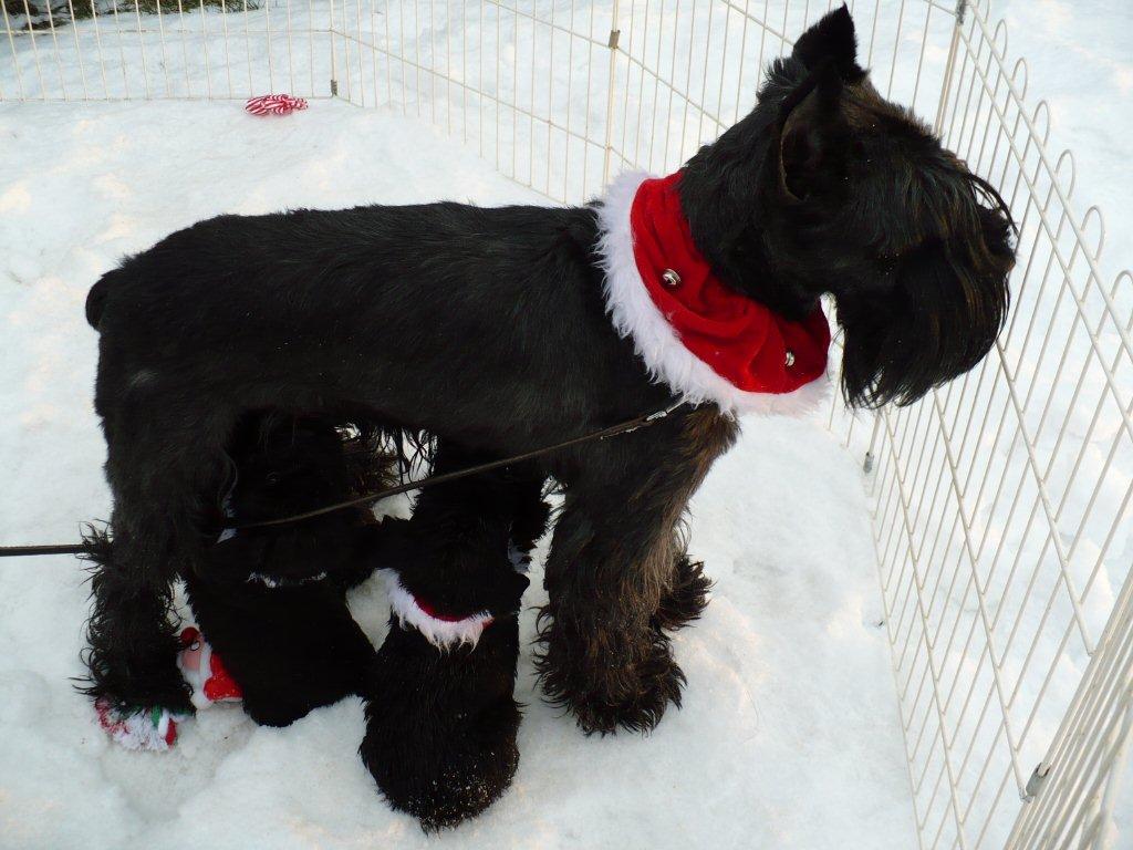 SCHNAUZER CHRSITMAS