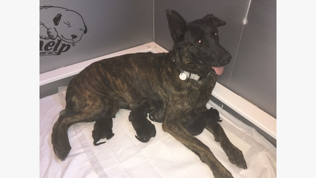 Fiona-pups.jpg