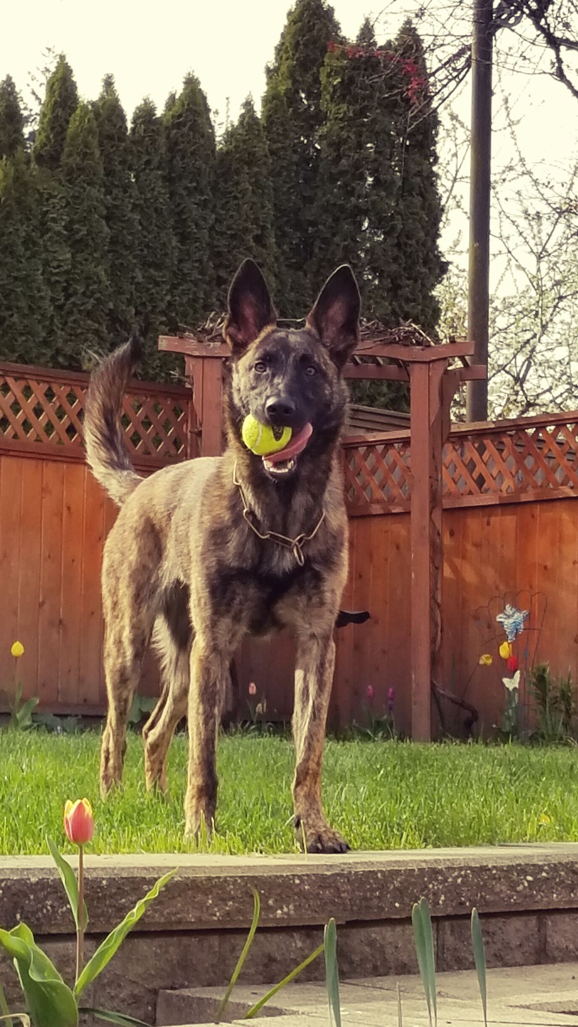 Resized_20180421_213150_7302.jpeg