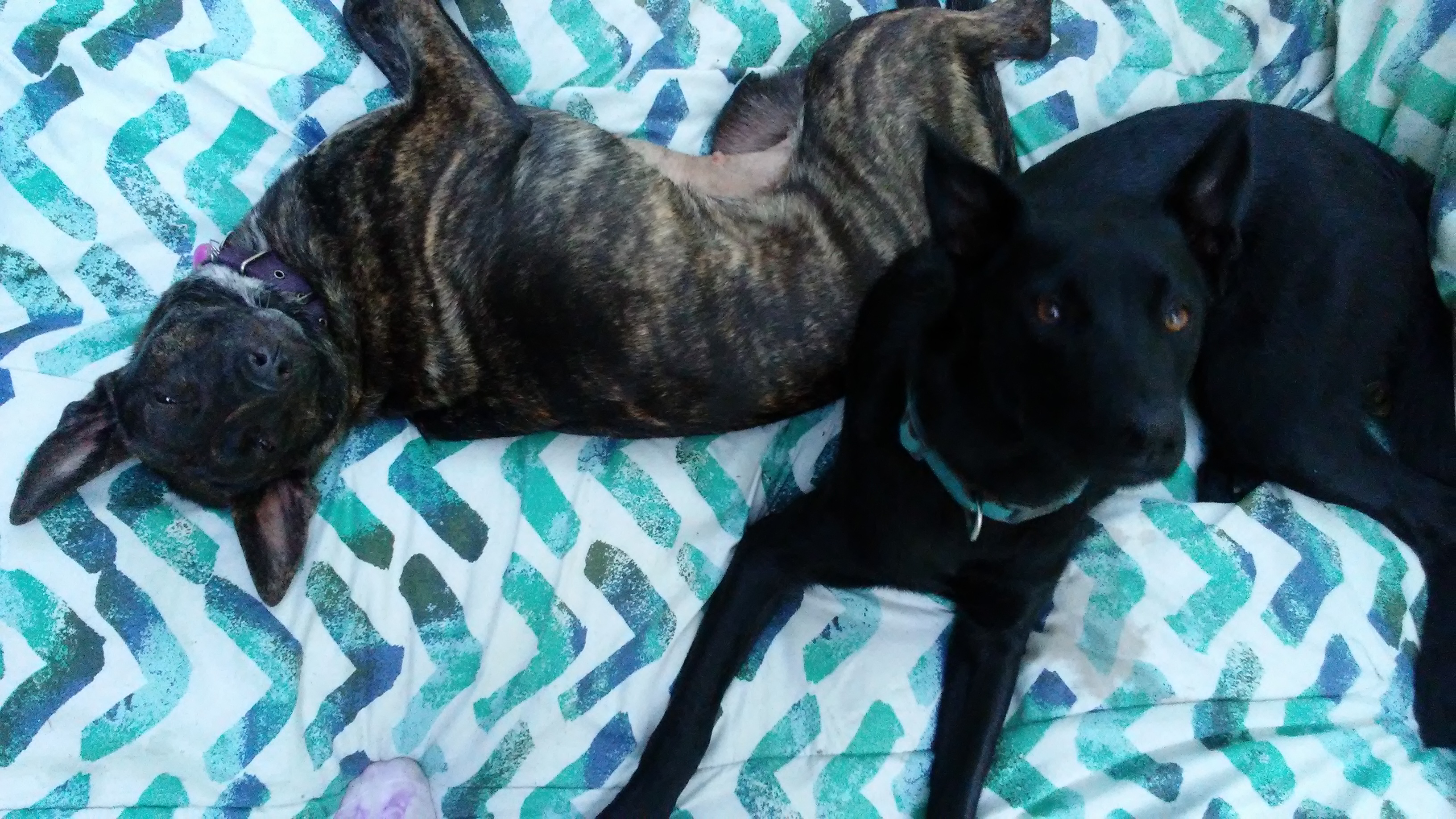 Gypsy &amp; Nala