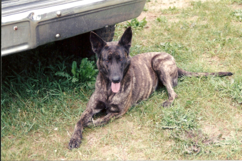 scan0011.jpg