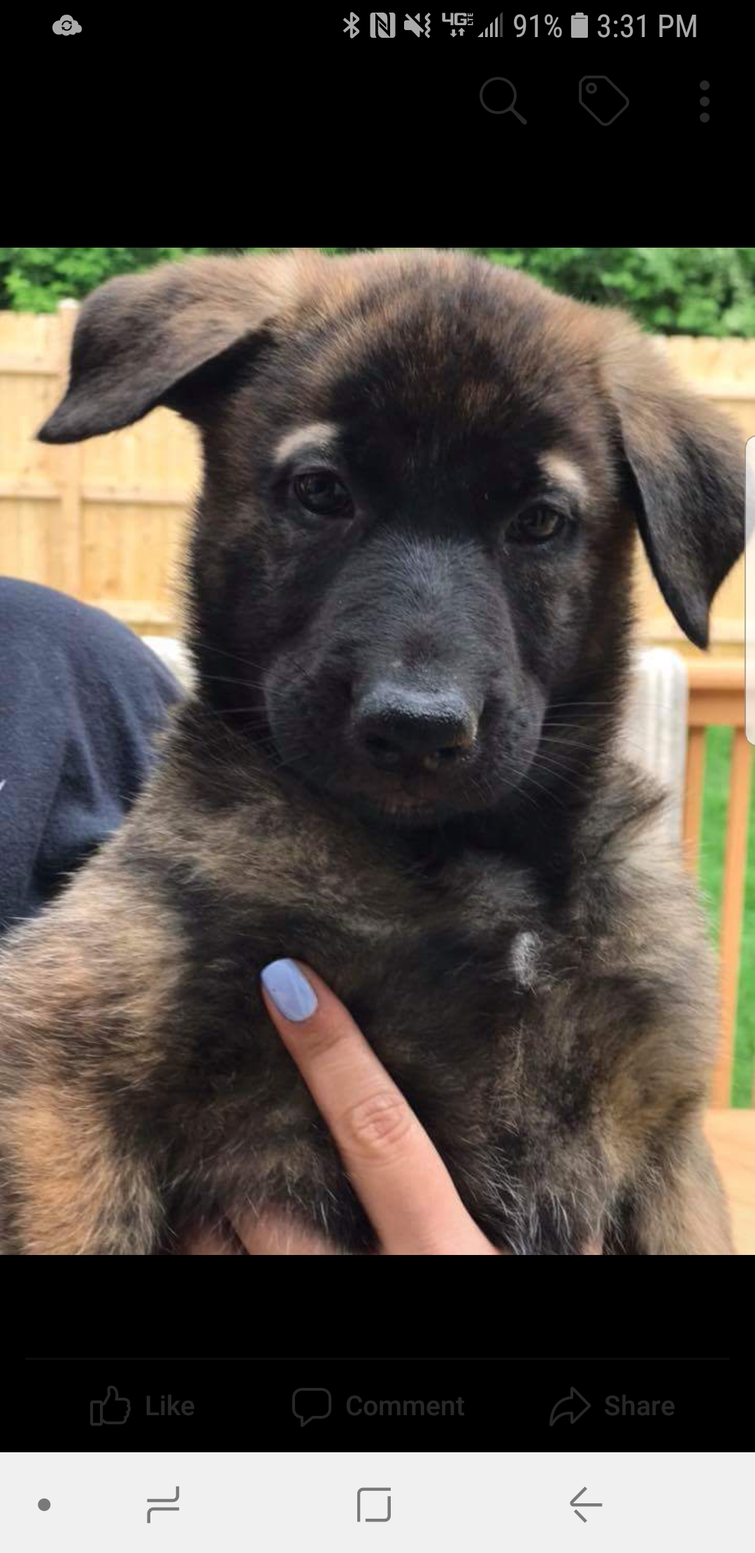 Bailey
