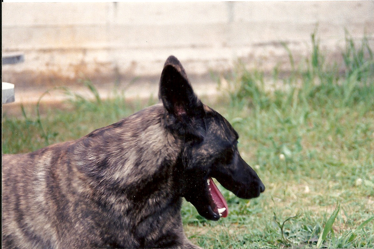 scan0010.jpg