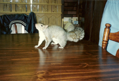 scan0016.jpg
