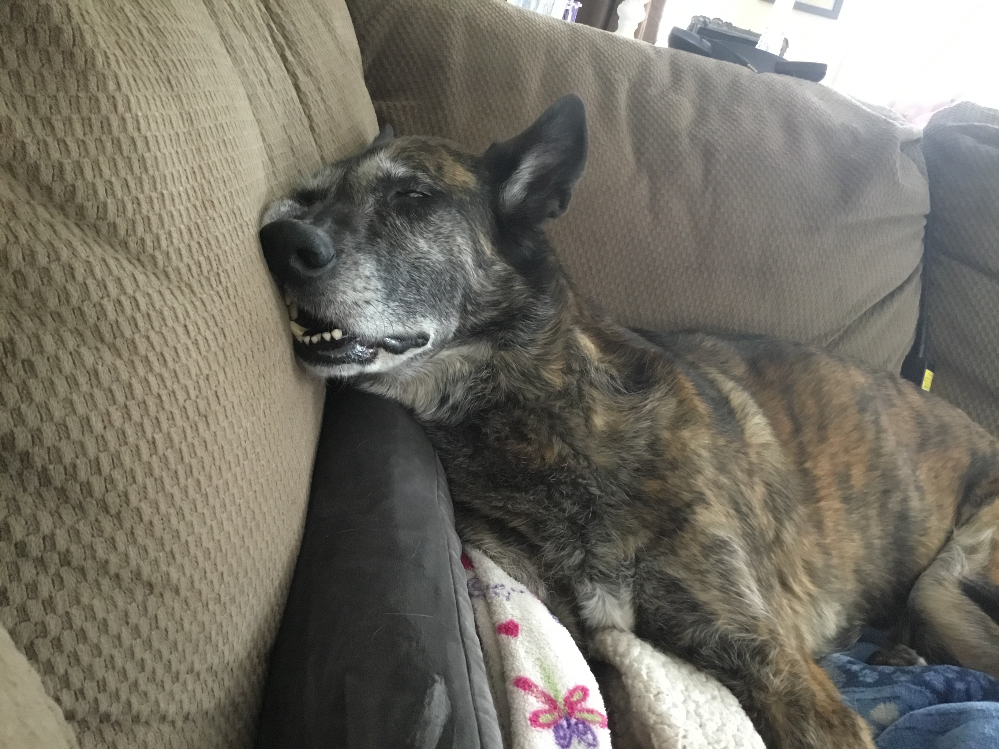 sadiesleeping.JPG