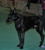 Flip at Agility Class