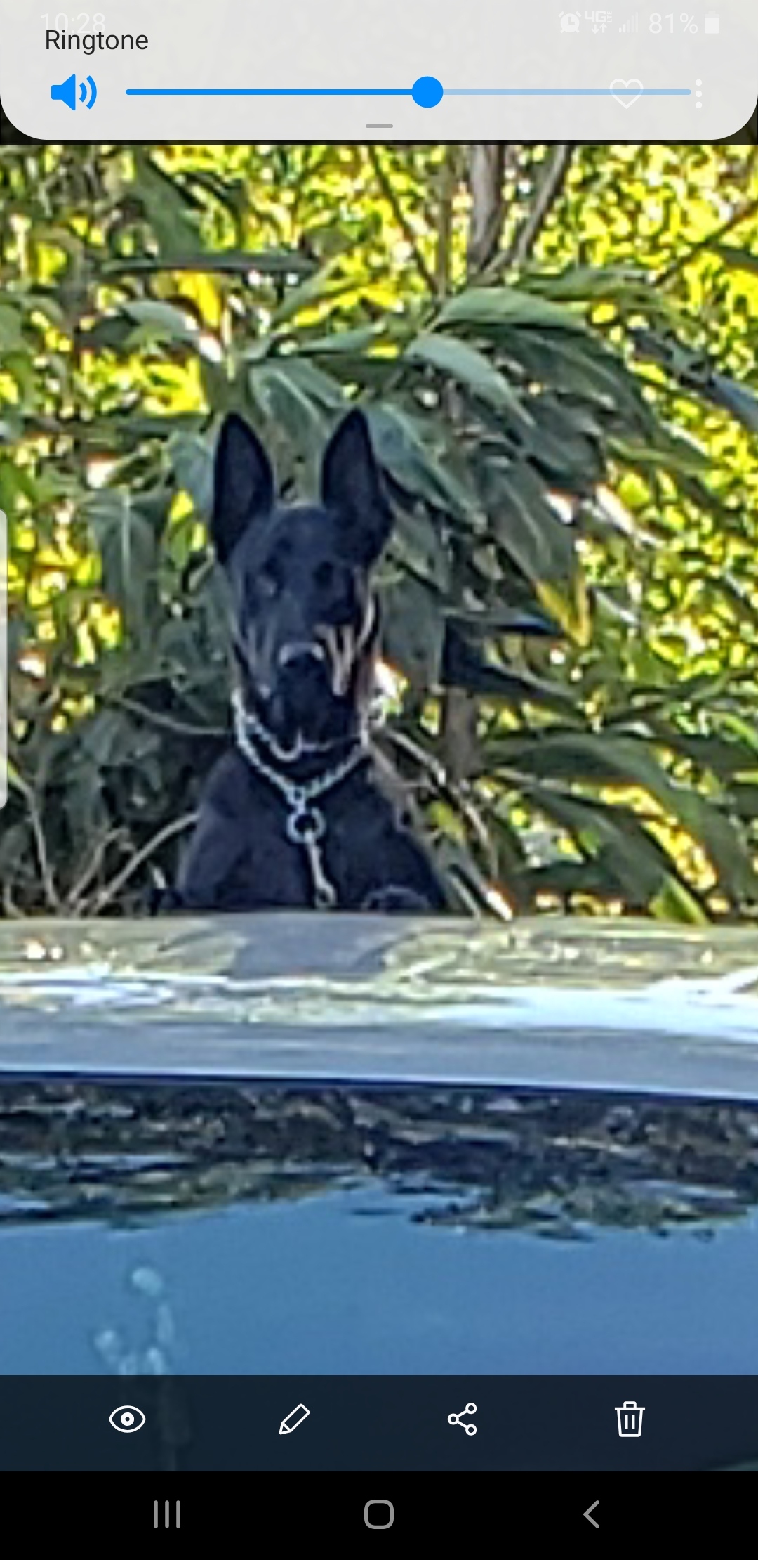 Shadow