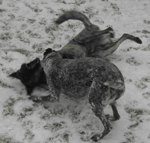 getting attacked!!.JPG